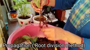 Pink & Light Green Syngonium/Repotting/Propagation/Plant Tips