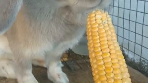 Можно ли кроликам  кукурузу и листья от неё