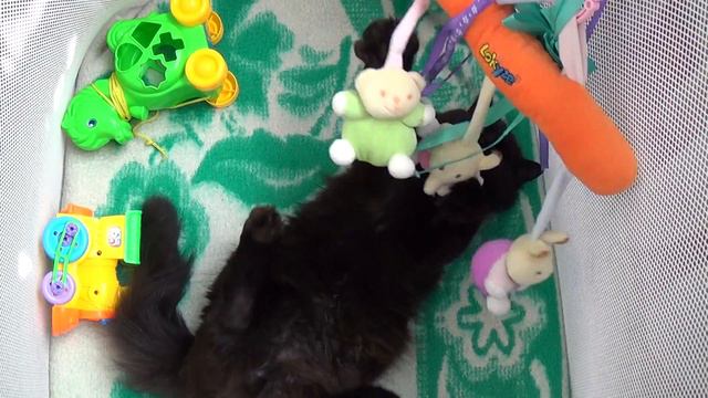 Кот смешной в манеже смотреть онлайн