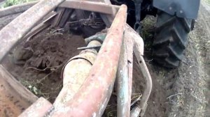 Копаем картофель Зорачка трактором МТЗ 82.1 + Z609