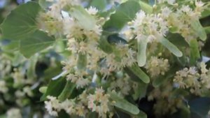 Я помню, любимая, помню Песня на стихи Сергея Есенина.mp4