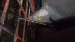 ##‼️Новая,кормушка для свиней.Нет потери корма,всё в дело и привесы‼️##