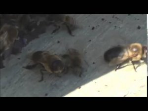 Изгнание трутней.   Exile drones.