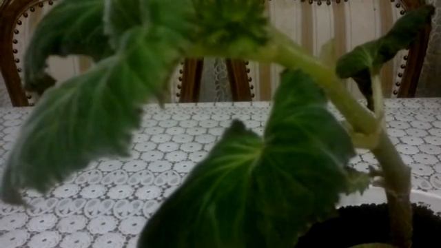 Бегония клубневая ампельная ( 2 часть...месяц спустя...после высадки клубней) смотреть онлайн