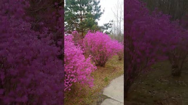 Багульник, ещё одно красивое весеннее растение.