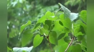 ✅Азан красивое чтение,чтец Мансур Ас Салими .Azan Mansur as Salimi