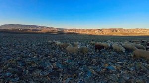 Кавказская жизнь в горах дагестана