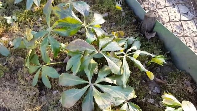 Печёночница . Hepatica  . Морозник . Helleborus . Первоцветы . Весенние работы .