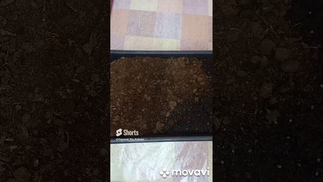 ПОСАДКА ИЗ СЕВКА ЛУКА ЭКСИБИШЕН. ОГОРОД НА КУБАНИ. shorts# смотреть онлайн