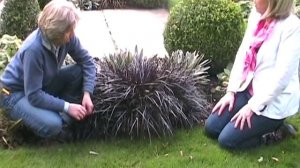 Ophiopogon planiscapus Nigrescens