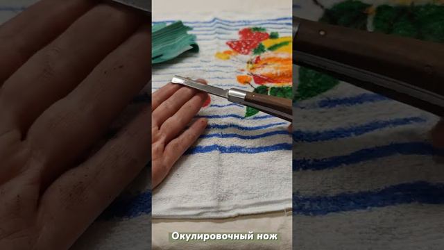 Пленка для окулировки роз. Начало процесса.