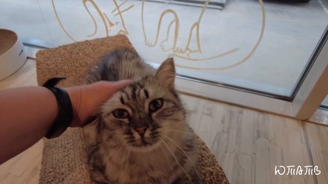 АНТИКАФЕ. КОТОКАФЕ. Мурчашка. СОКОЛЬНИКИ. Москва. Коты и котики.