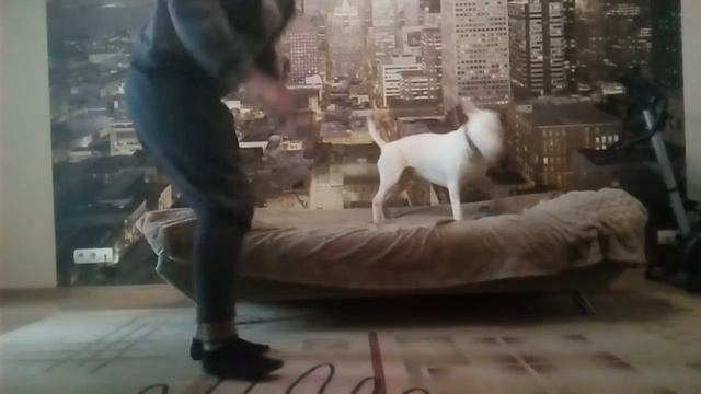 Бультерьер Паркер. Личный тренер. | Bullterrier Parker. Personal coach.