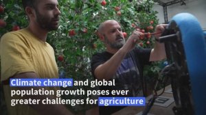 ИИ добрался уже и до еды: на фермах в Израиле специальные дроны с ИИ на борту обучили сбору яблок.