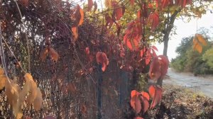 МЕЛОДИЯ НЕБЕС ? Японский саксофон ?