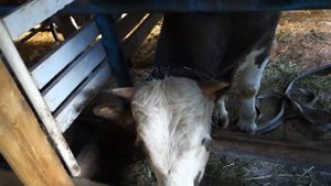 Деревня спряталась по домам. Быки выходят на свободу.