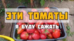 Эти томаты обязательно посажу в 2025 году. Сама сажаю, Вам рекомендовала. Результат отличный.