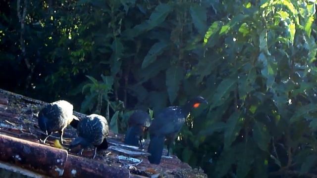 Жаку - лесные курицы смотреть онлайн