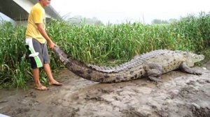 Коста Рика крокодилы,река Тарколес