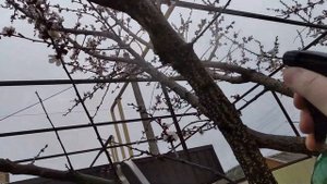 ЗАСТАВЛЯЕМ ПЛОДОНОСИТЬ АБРИКОС ч. 1. Гарантированное опыление ранней весной после заморозков.