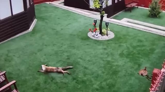 Такое Редко Увидишь! Скрытые Записи с Камер Наблюдения смотреть онлайн