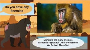 Meet the Animals 43: Mandrill