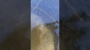 Зарыбляем пруд личинкой карпа.