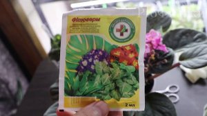 ГЛАВНЫЙ ВРАГ ФИАЛОК! КАК ОБРАБАТЫВАТЬ ФИАЛКИ ОТ КЛЕЩА? Просто и понятно