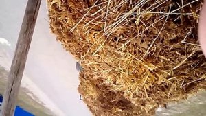 Мотоблок Беларус 09-H и 2 прицепа