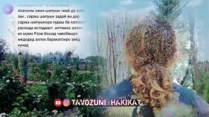 Таъбири хоб:Шапушк,Гург ҷавоб ба подписчик