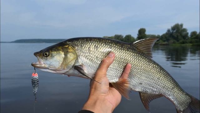 ? КАК ПОЙМАТЬ ЖЕРЕХА? ВСЕ СЕКРЕТЫ ЛОВЛИ. смотреть онлайн