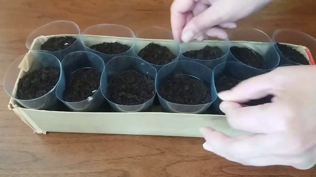 Огурцы/ От проращивания семян до всходов рассады огурцов смотреть онлайн