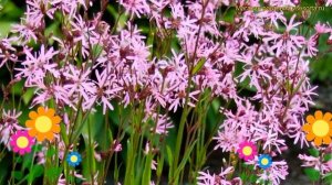 Лихнис кукушкин цвет. Краткий обзор, описание характеристик, где купить саженцы lychnis flos-cuculi