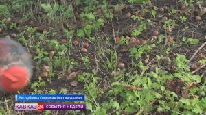 В Северной Осетии вырастили самую крупную плантацию фундука