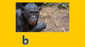 African Animal Names - Learn Spelling and Pronunciation in English