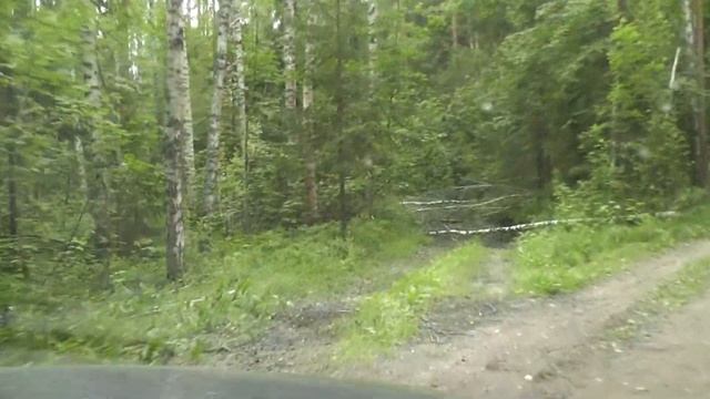 Фитофтора/Грибы/Черника/Травы смотреть онлайн