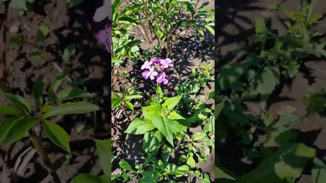 Флокс смотреть онлайн