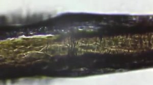 Human hair under the microscope. [Человеческий волос под микроскопом.]