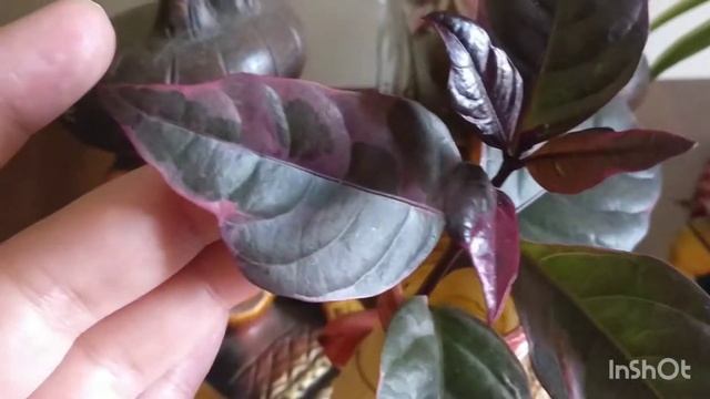 Purple False Eranthemum Propagation/ Pseuderanthemum Propagation/ Easy Method / Purple Foliage Plan