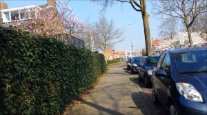 Rode Camellia's Red Roses Sakura Alphen a/d Rijn Dutch Relax Walk