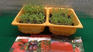 Когда сажать помидоры на рассаду?НЕ САЖАЙТЕ РАНО !