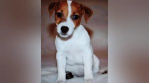 теории по зайчику