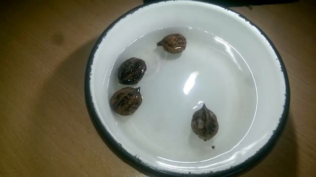 Вымачиваем грецкий орех пере посадкой
