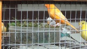 Семена крапивы для попугаев, канареек, амадинам, щеглам и всем птицам.