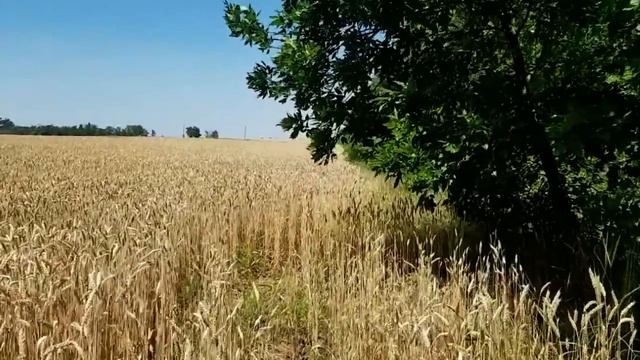 САМВЕЛ АДАМЯН ЧТО ПРОИСХОДИЛО В АВТОБУСЕ. ПОЧЕМУ ЛЕСЯ ПЛОХО ВЫГЛЯДИТ смотреть онлайн