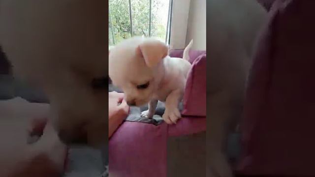 Вольф чихуахуа сынок от нашего Ролекса видео от заводчика питомник чихуахуа КастропулоЛСми Голд