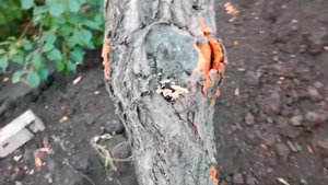 Как правильно выкорчевать дерево.