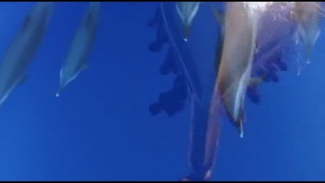 Красное море (2006)