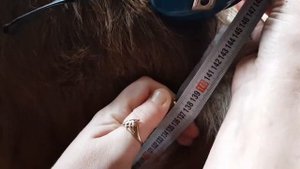 Замер телёнка в 6 месяцев узнаём вес