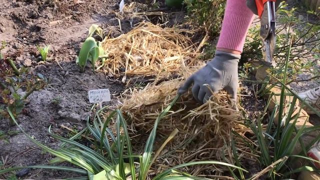 РОЗЫ?//ВЕСЕННЯЯ ОБРЕЗКА РОЗ//ОБРЕЗАЕМ ПРАВИЛЬНО!!!‼️? смотреть онлайн